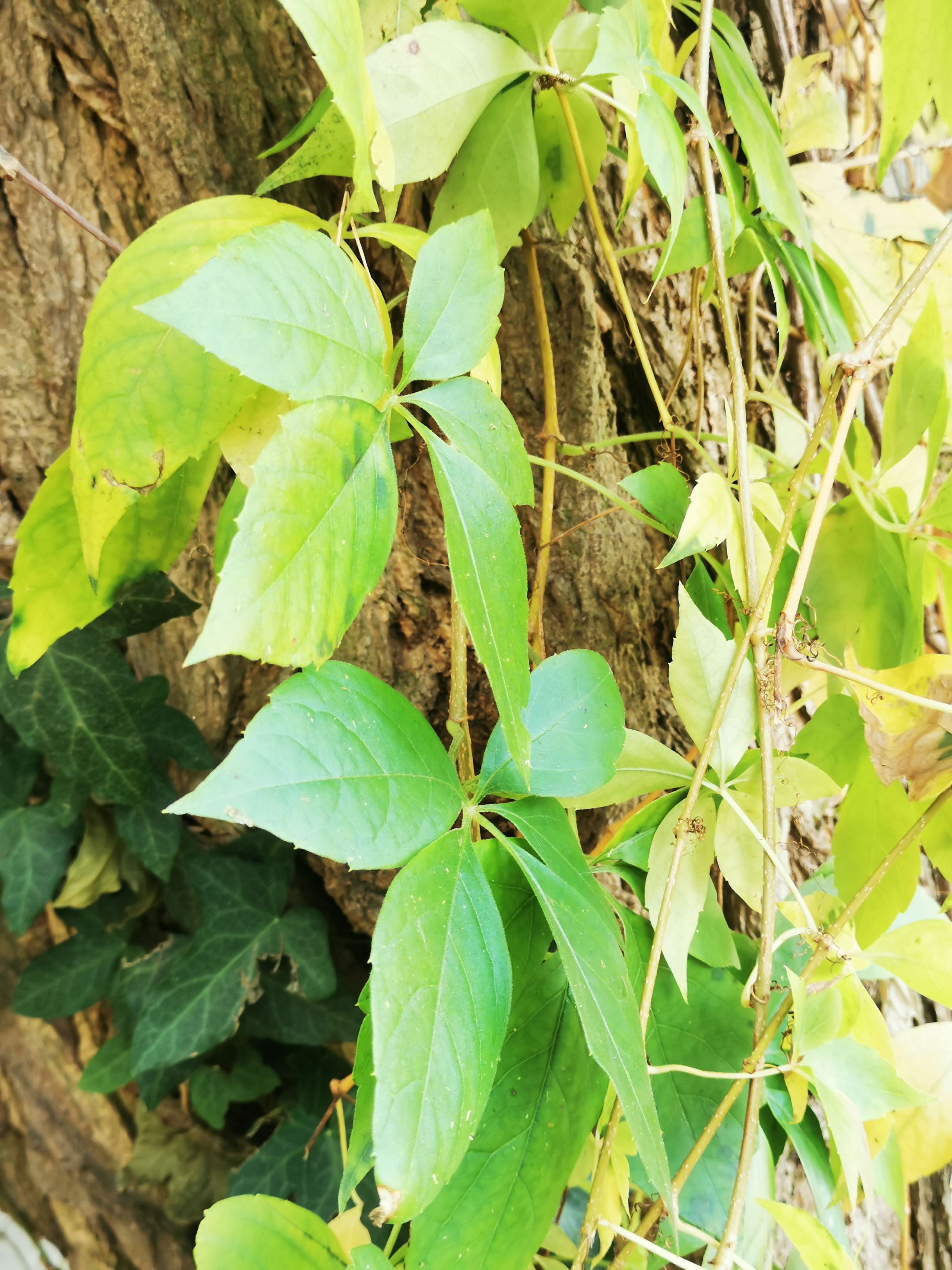 Dzikie wino w jesiennych kolorach