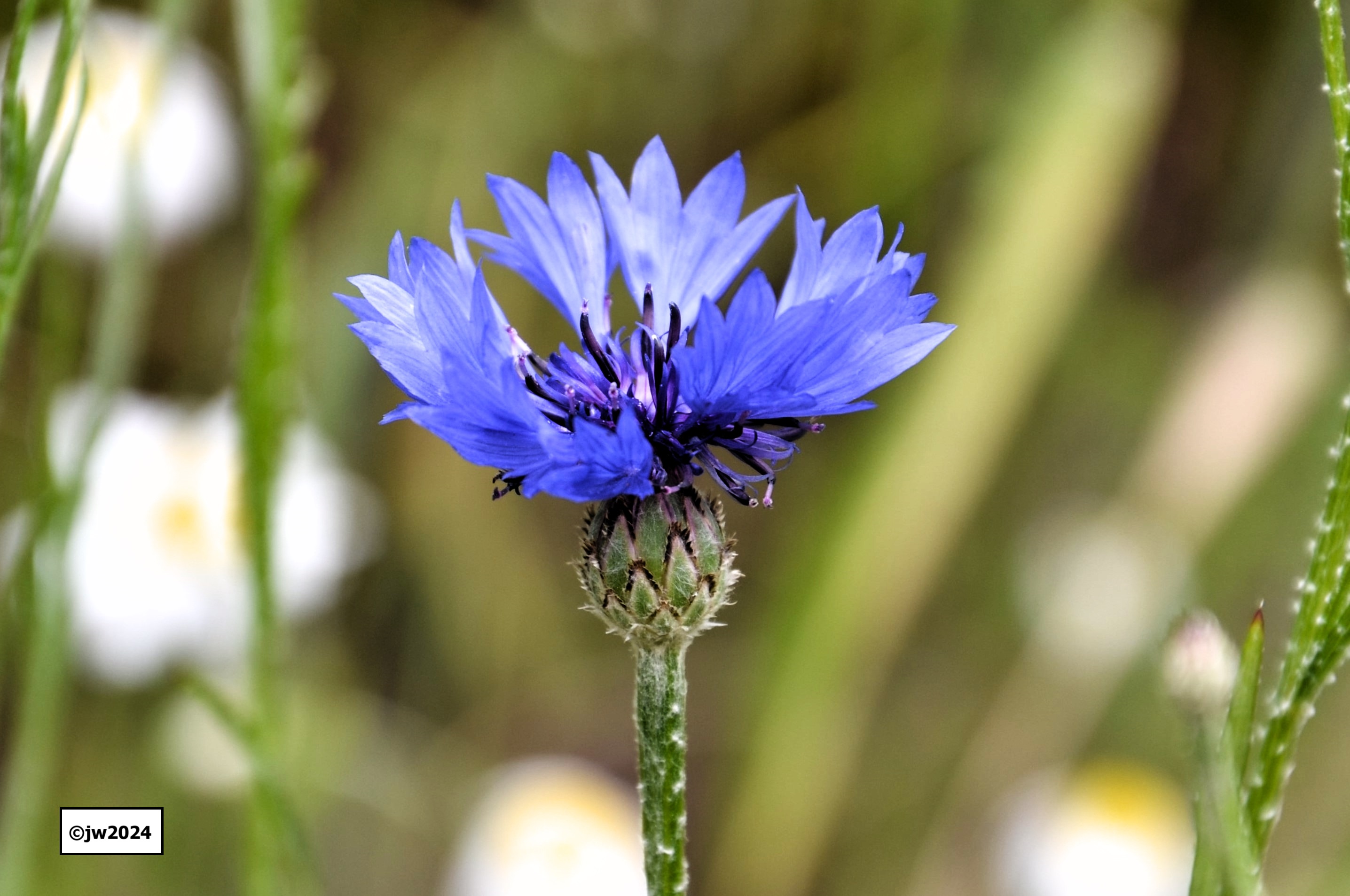 Kwiaty naszego lata. Poszerzona kolekcja powystawowa