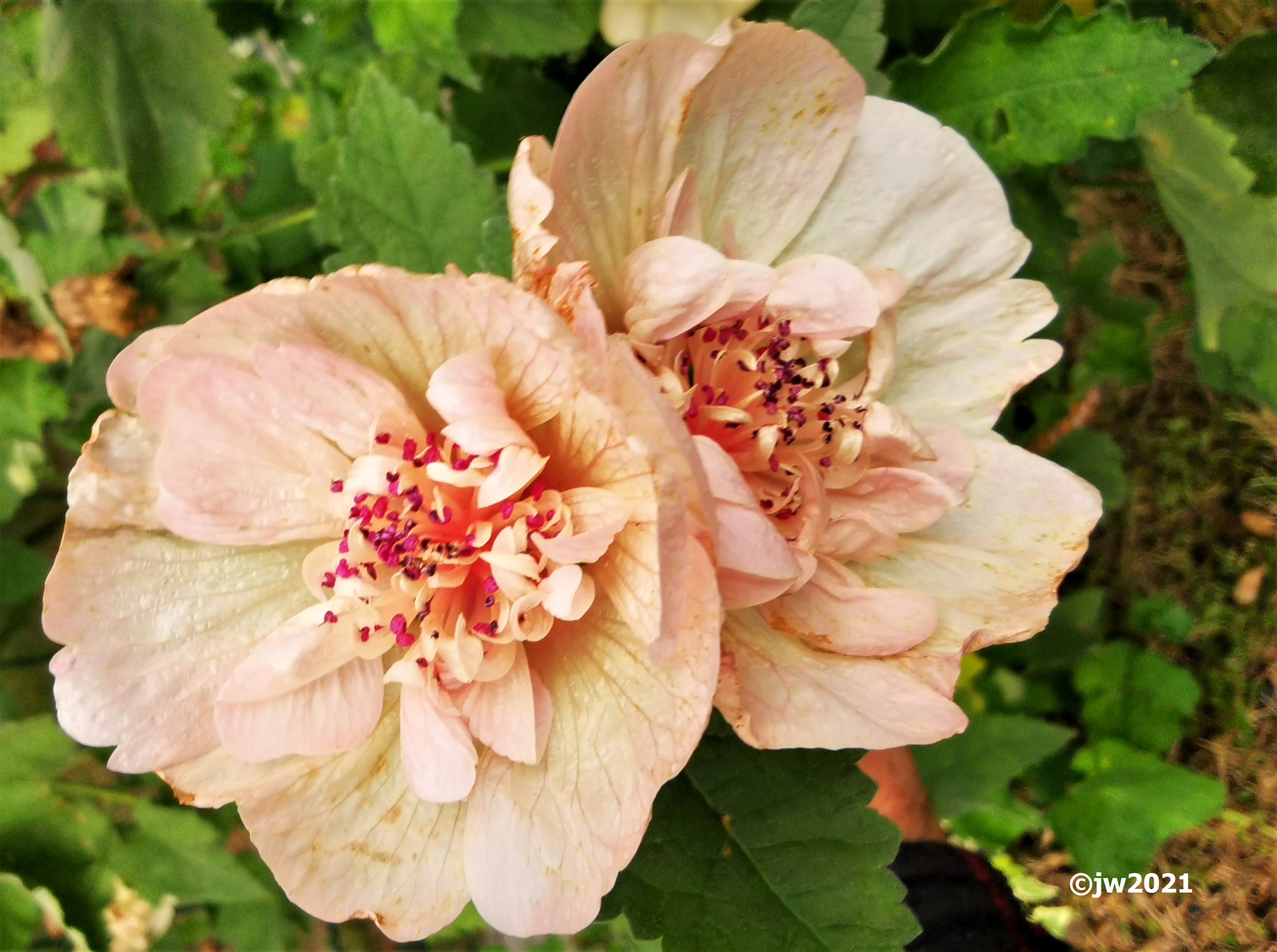 Kwiaty polskiej jesieni. Kolekcja powystawowa – 2024