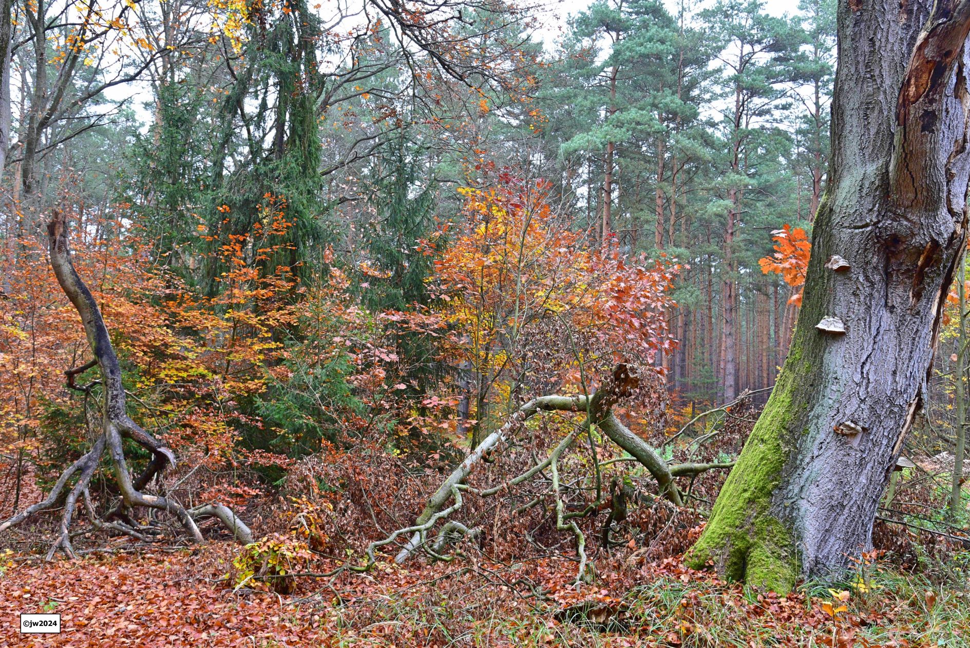 Dyskusja o przyszłości Puszczy Tarnowskiej