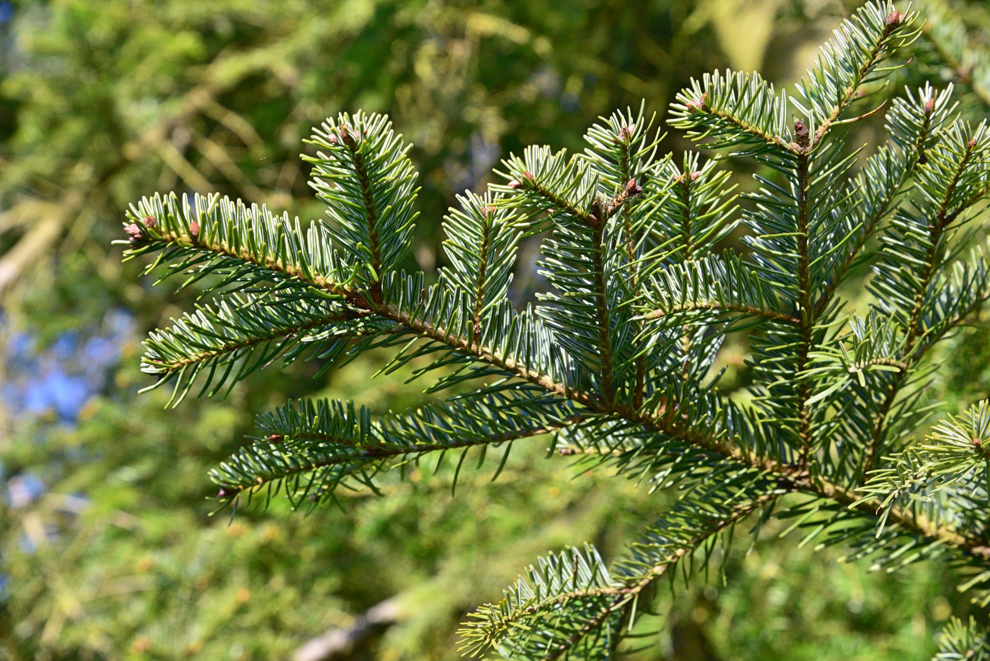 Jodłowy las w Puszczy Tarnowskiej