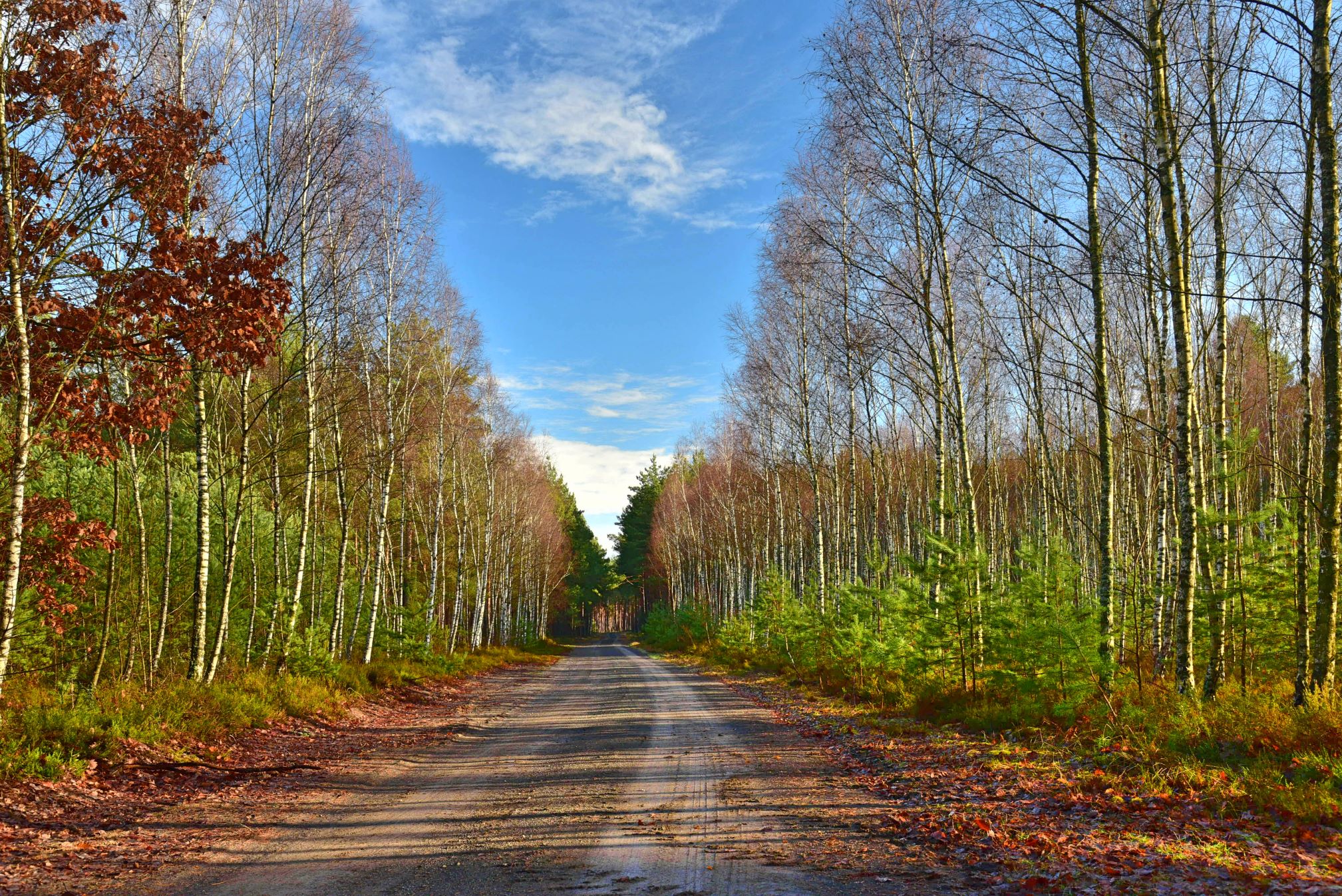 Nowe (stare) drogi w Puszczy Tarnowskiej