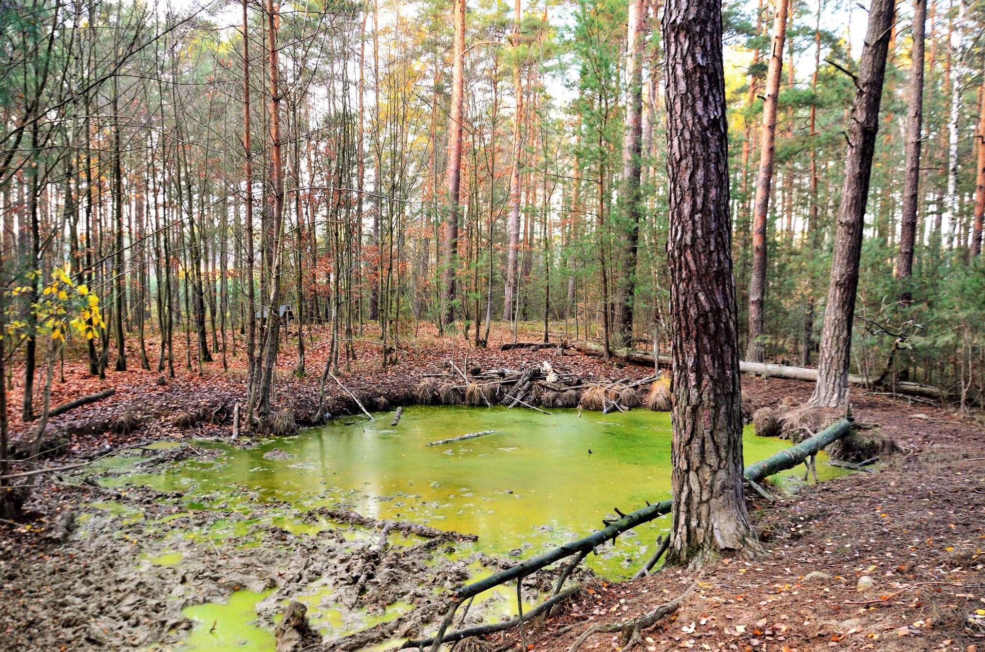 Staw „Stara Remiza”