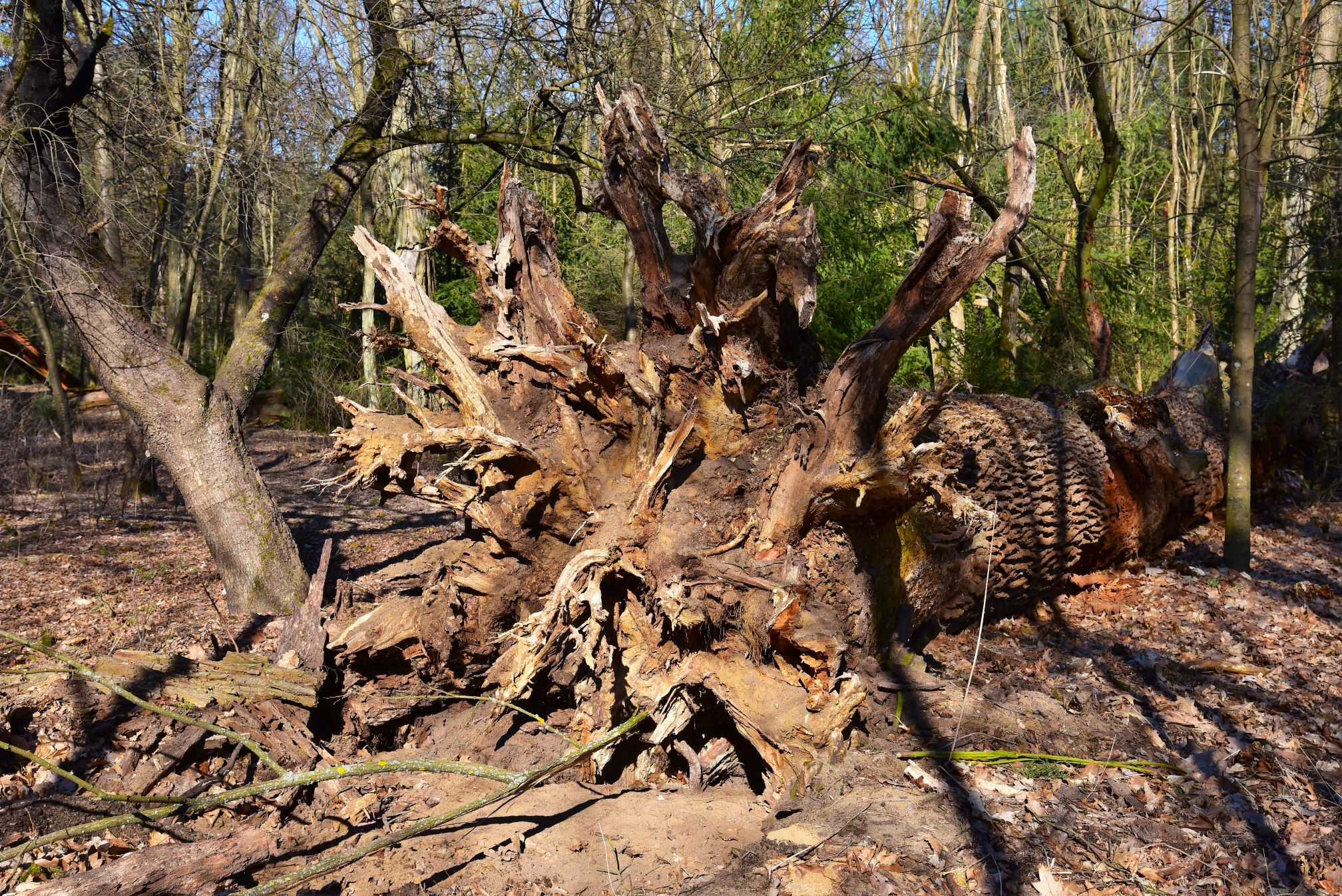 Refleksja o przemijaniu Puszczy