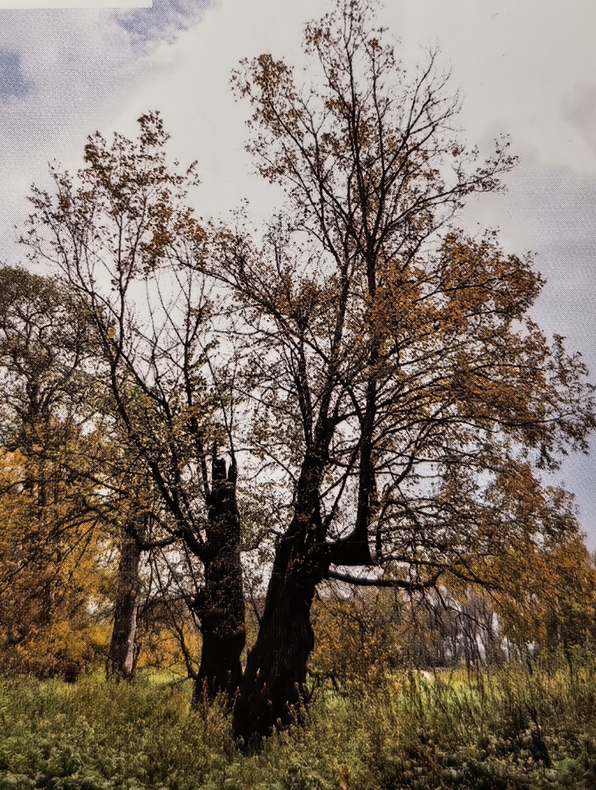 Najgrubszy wiąz szypułkowy Lasów Państwowych w stadium zaniku
