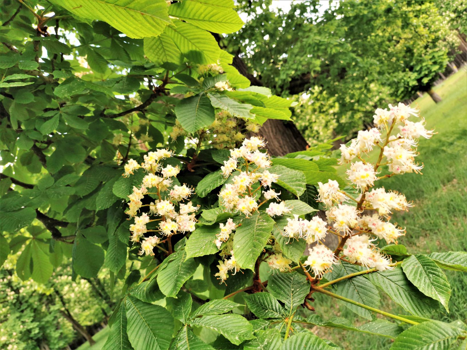 II rajd rowerowy Miejskiej Biblioteki Publicznej w Nowej Soli pod hasłem: „A domem moim stał się las”